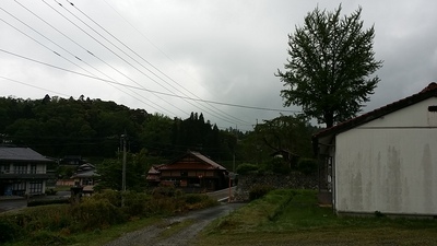 遠くに見える大イチョウの木の写真です