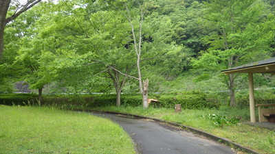 折れた桜の木の写真その１です