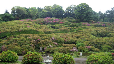 三隅公園のつつじの写真です