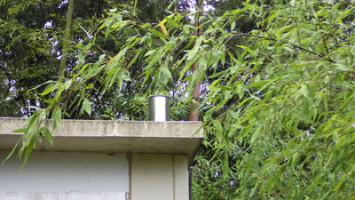 雨量ますにかかった竹の写真です