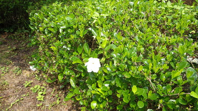 クチナシの花の写真その２です