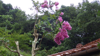 さるすべりの花の様子