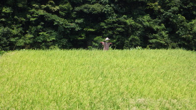 三隅川周辺のかかし