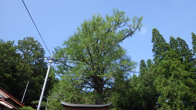 宇津川新宮神社の大イチョウの全景です。