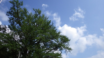 宇津川新宮神社の大イチョウと入道雲の様子です。