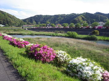 三隅川河岸のつつじの様子です。