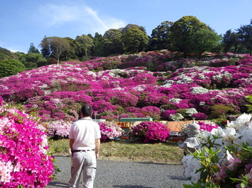 三隅つつじ祭りのつつじの様子です。