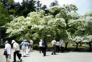 松江城二の丸のなんじゃもんじゃの写真