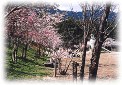 桜の園