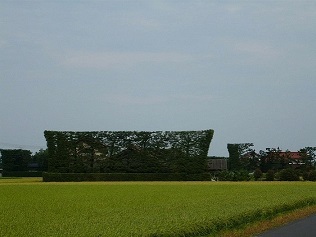 出雲平野の築地松