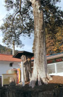 賀茂神社