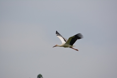 コウノトリ