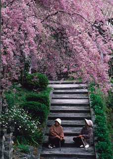 銅賞「桜」坂根昭一