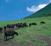 三瓶山西ノ原の放牧風景の写真