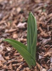 バイケイソウ芽