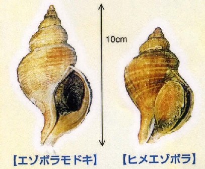 エゾボラモドキ