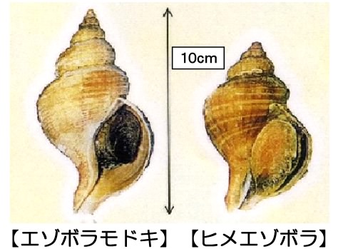 エゾボラ等画像