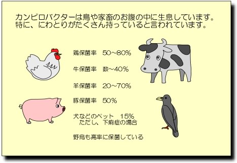 「カンピロバクター」の画像検索結果