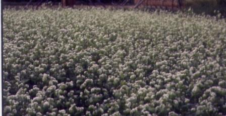 そばの花の写真