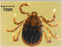 フタトゲチマダニの成虫