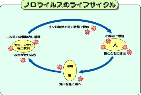 ノロウイルスのライフサイクル