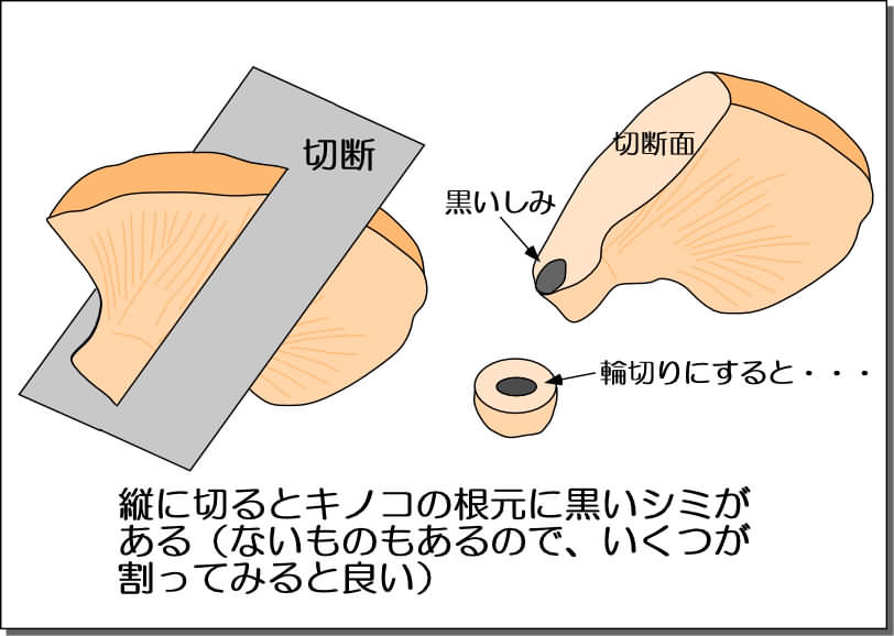 ツキヨタケ図式