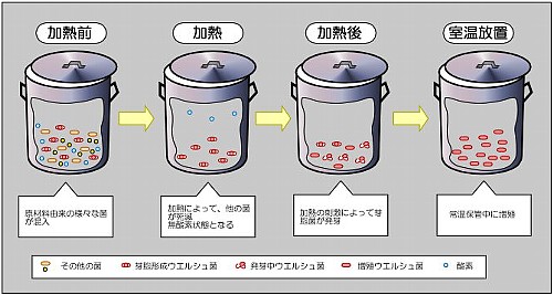 ウエルシュ菌の消長