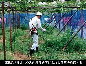 除草の様子