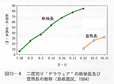 新梢