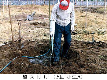 島根県 植え付け トップ 農業技術センター 技術情報 ハウスぶどう デラウェア 栽培指針