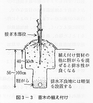 苗木の植え付け