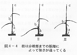 枝の強さ