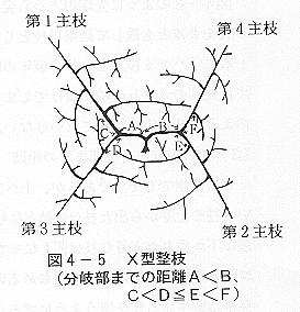 図４X型整枝