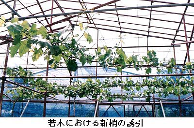 若木における新梢の誘因