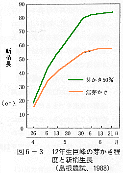 新梢の成長