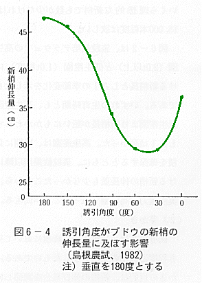 誘引と伸長