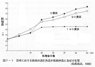 図７巨峰における新梢の誘因角度が新梢伸長に及ぼす影響