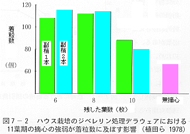 図７摘心の強弱が着粒数に及ぼす影響