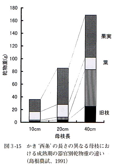 母枝長