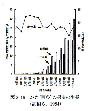 果実の生長