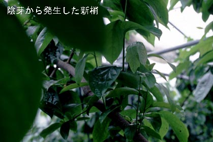 陰芽から発生した新梢