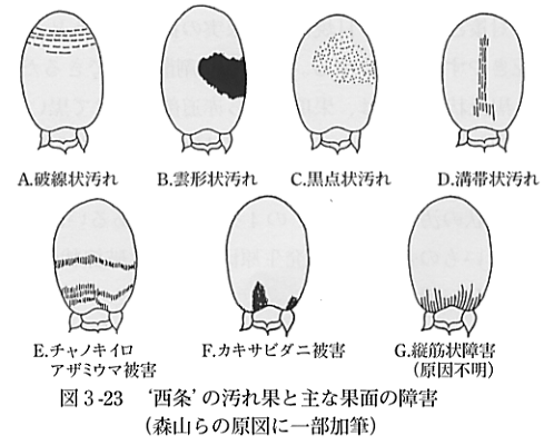 図３の２３汚れ果と主な果面の障害