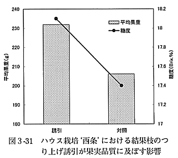 図３の３１ハウス栽培西条におけるつり上げ誘因が果実品質に及ぼす影響