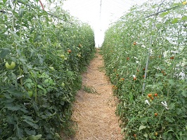 トマト有機栽培の様子
