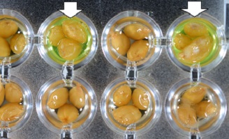 イネもみ枯れ細菌病菌の保菌調査