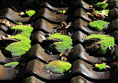 佐野賞