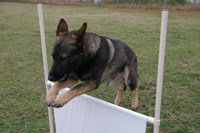 警察犬