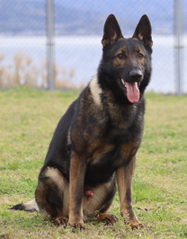 警察犬レオ