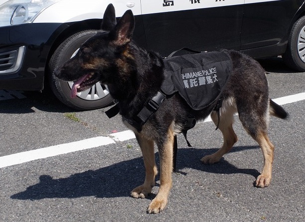 島根県警察 警察犬の紹介 島根県警察 警察犬の紹介