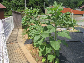 yasakahimawari07222